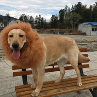 Pet Costume Lion Mane Wig Hat for Dog Halloween Christmas Party Dress Up All Season Dress Up Costume