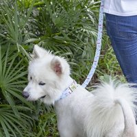 2019 new design Amazon cotton soft breathable durable quality animal products candy color pet dog collar and leash