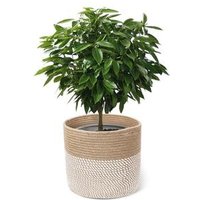 Cotton Rope & Rattan Hanging Basket Indoor Water Plants