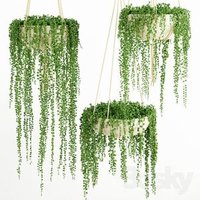 String Pearls Artificial Succulent Hanging Plant