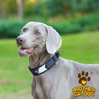 Pet Collars Leashes Dogs Cats