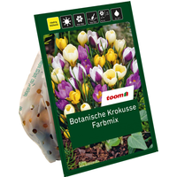 toom Botanische Krokusse 'Mix' 40 Zwiebeln
