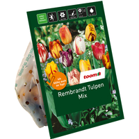 toom Rembrandt-Tulpen-Mix 20 Zwiebeln