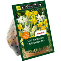 toom Mini-Narzissen 'Steingarten Mischung' 20 Zwiebeln
