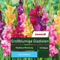 toom Großblumige Gladiolen 'Gladiolus Mischung', 10 Stück, mehrfarbig