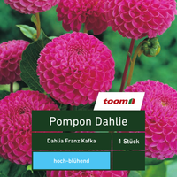 toom Pompon-Dahlie 'Dahlia Franz Kafka', 1 Stück, rosa