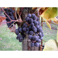 naturtalent by toom Naturtalent by toom® Bio-Weinrebe 'Regent' 19 cm Topf