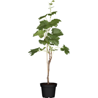 naturtalent by toom Naturtalent by toom® Bio-Weinrebe 'Phoenix' 19 cm Topf