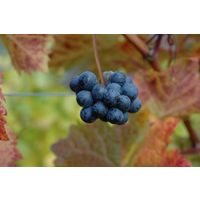 naturtalent by toom Naturtalent by toom® Bio-Weinrebe kernlos 'Venus' 19 cm Topf