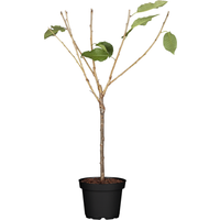 naturtalent by toom Naturtalent by toom® Bio-Kirschbusch 'Büttners rote Knorpelkirsche' 25 cm Topf