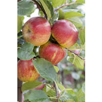 naturtalent by toom Naturtalent by toom® Bio-Apfelbusch 'Boskoop' 25 cm Topf