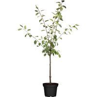 naturtalent by toom Naturtalent by toom® Bio-Pflaumenbusch 'Königin Victoria' 25 cm Topf