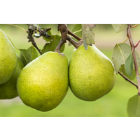 naturtalent by toom Naturtalent by toom® Bio-Birnenbusch 'Alexander Lucas' 26 cm Topf