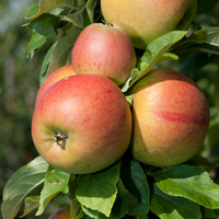 naturtalent by toom Naturtalent by toom® Bio Apfel 'Goldparmäne', Busch 25 cm Topf