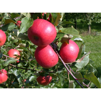 naturtalent by toom Naturtalent by toom® Bio-Apfelbusch 'Topaz' 25 cm Topf