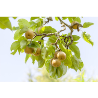 naturtalent by toom Naturtalent by toom® Bio-Birnenbusch 'Nashi Kosui' 26 cm Topf