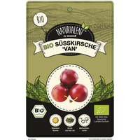Naturtalent by toom® Bio Kirschbusch 'Van', Busch 25 cm Topf