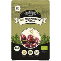 Naturtalent by toom® Bio Kirsche 'Kordia', Busch 25 cm Topf