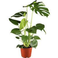 toom Monstera Fensterblatt 17 cm Topf