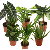 toom Zimmerpflanzen-Mix 'Pflegeleicht' 6er-Set