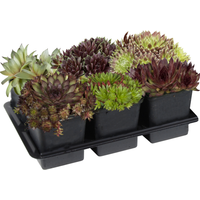 Hauswurz 6er-Tray