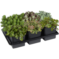toom Fetthenne Farbmix im 6er-Tray