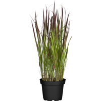 toom Japanisches Blutgras 'Red Baron' 19 cm Topf