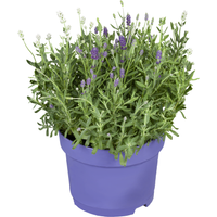 toom Lavendel 19 cm Topf