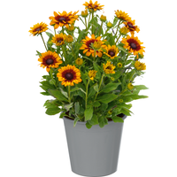 toom Sonnenhut 'Sunbeckia' 23 cm Topf