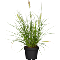 toom Lampenputzergras 'Hameln' 14 cm Topf