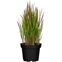 toom Japanisches Blutgras 'Red Baron' 14 cm Topf