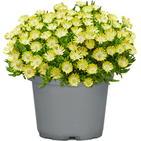 toom Mittagsblume 'Ice Dance' 13 cm Topf