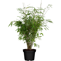 toom Schirmbambus 23 cm Topf