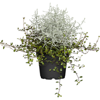 toom Stacheldrahtpflanze mit Drahtwein 12 cm