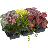 toom Herbstpflanzen-Mix 'Purfleur' 6er-Tray
