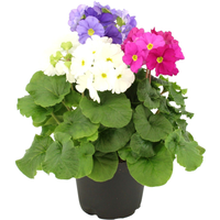 Becher-Primel 'Touch Me®' Trio 10,5 cm Topf