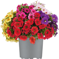 toom Zauberglöckchen verschiedene Farben 15 cm Topf
