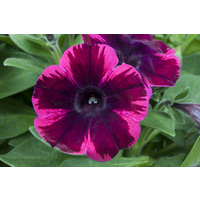 toom Petunie 'Johnny Flame®' bordeaux 27 cm Wasserspeicher-Ampeltopf