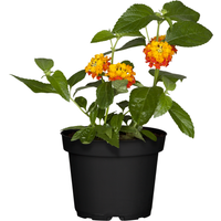 toom Wandelröschen gelb-orange 13 cm Topf