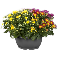 toom Chrysantheme Farbmix 23 cm Topf