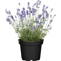 toom Lavendel 14 cm Topf