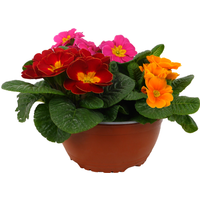 Primel Trio 19 cm Schale