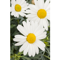 toom Margerite 10 cm Topf