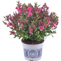 toom Strauchveronika 'All Blooms' verschiedene Farben 12 cm Topf