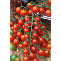 Cherrytomate veredelt 'Plum Mini Red' 12 cm Topf