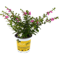 toom Köcherblümchen 'FloriGlory' Twin verschiedene Farben 11 cm Topf