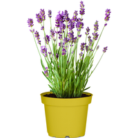 toom Lavendel nützlingsfreundliche Sorten 13 cm Topf