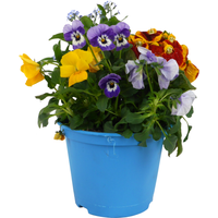 Frühlingstrio 'Spring Deluxe' 13 cm Topf