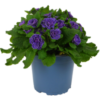 Rosenprimel 'Bellarina' 17 cm Topf