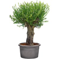 Oliven-Stamm 15 Jahre alt 75 cm Topf